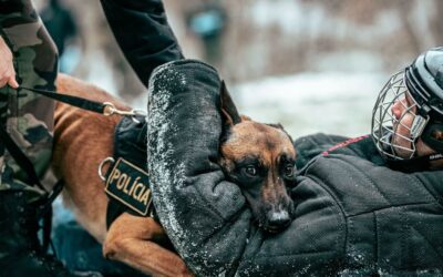 Délai pour porter plainte pour morsure de chien : ce que dit la loi